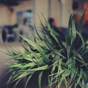 Plants help keep the air clean