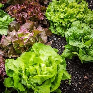 Lettuce growing in the garden